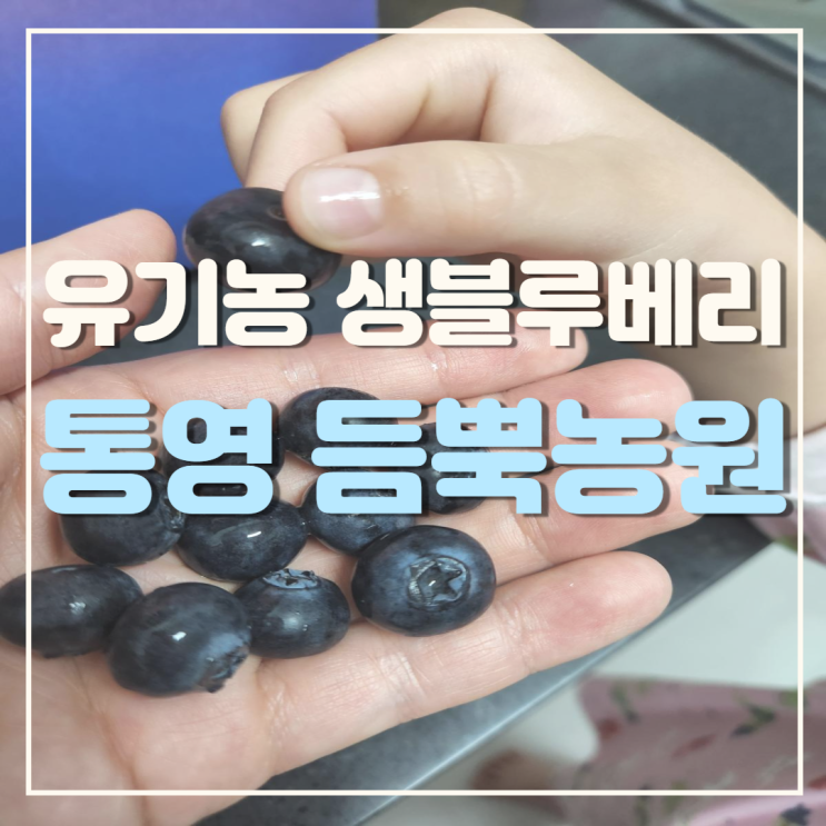 통영 블루베리 듬뿍농원 유기농 블루베리 탱글탱글 정말 달아요.