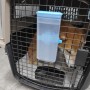 오늘 아침 비행기로 인천 공항에서 출발한 강아지 고양이들 : 반려동물 싱가포르 일본 출국 동물검역 동물운송 절차 비용
