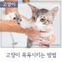 고양이 목욕 잘 시키는 방법, 목욕 주기와 주의사항