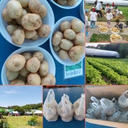 감자수확체험