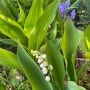 은방울꽃 Lily of the valley, 5월 ,Vinca 빈카꽃