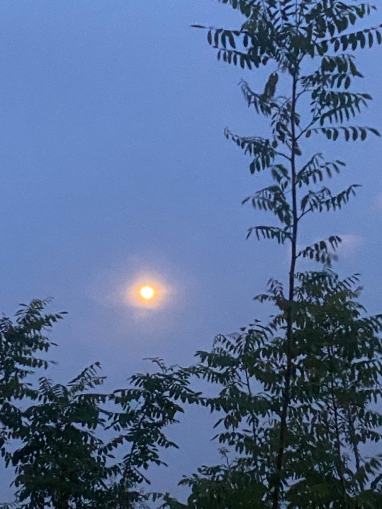 [울산 중구 학성동] 장무공원 산책 보름달 달구경, 꽃구경