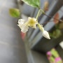 오색마삭줄 꽃