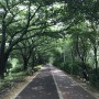 사상구의 보물 삼락생태공원 - 낙동제방 벚꽃길