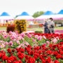[경남 김해] 봄꽃의 향연이 펼쳐지는 대동생태공원 '김해꽃축제'