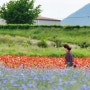 [경남 김해] 꽃양귀비로 수놓은 대동야생화생태공원 들꽃천지