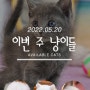 미니펫의 신입 아기 고양이들을 소개합니다~!!