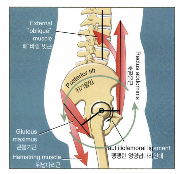 [상현동체형교정] 엉덩관절 고관절 폄 근육 : 네이버 블로그