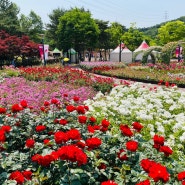 [진주출발] 울산 장미원 5/21 개화 상태, 3년만에 장미 축제 !!