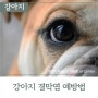 강아지 눈 충혈 증상, 결막염일 수 있어요.
