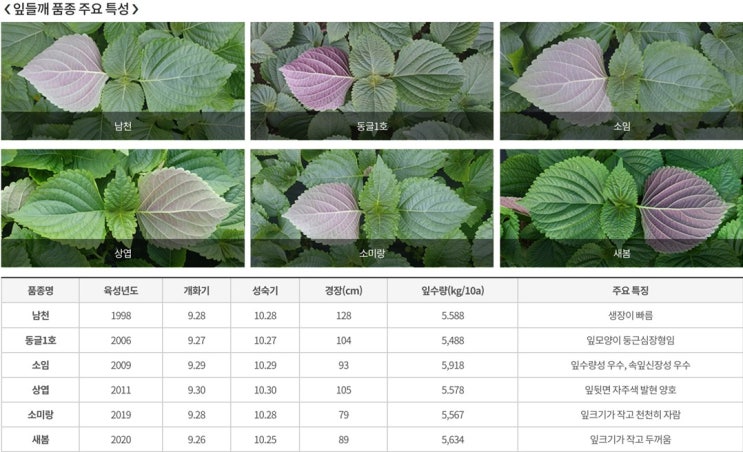 [잎 들깨]잎 들깨의 특성과 품종 및 이용 : 네이버 블로그