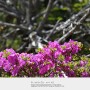 [한라산 구상나무] 백록담 남벽 둘레길 구상나무, 구상나무 암꽃 & 수꽃