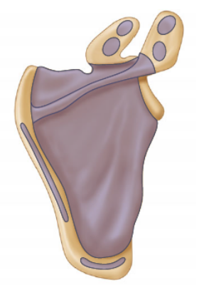[ 어깨 해부학 ] 오구돌기 - 발달과 구조 (Coracoid - Development and Structure) : 네이버 블로그