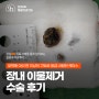 계속된 구토로 응급내원 후 장 내 이물제거 수술을 받은 강아지의 수술 후기_잠실동물병원, 잠실ON동물의료센터