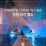 인천 야경 명소 ㅣ 반려견과 인천 밤 드라이브 차이나타운 송도 센트럴파크