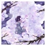 [일러스트/삽화/그림/예림/허예림] 밤벚꽃