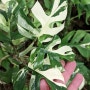 라피도포라 테트라스퍼마 바리에가타 Rhaphidophora Tetrasperma variegated 히메 몬스테라 는 잘못된정보