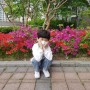 [9살_4월] 토리네 사진일기 : 찰라의 벚꽃구경, 어몽어스, 철쭉의 계절시작, 보라띠갈색띠 진급
