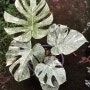 몬스테라 민트 바리에가타 Monstera mint variegated