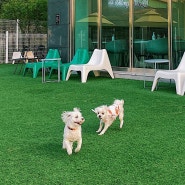 <남양주/리블링코코> '애견 카페' 강아지가 뛰어 놀기 좋고 음식도 맛있는 곳! 또간집입니다.