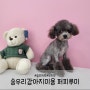 송우리강아지미용,애견미용 슬리퍼컷, 부츠컷(비숑,푸들)