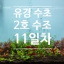 유경 수초 2호 수조 - 11일차