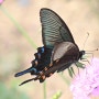 제비나비, 연미복 차림의 멋쟁이 나비