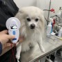 일본 도쿄 나리타 공항으로 가는 동물검역 절차를 진행중인 포메라이안 강아지 피에르 : 반려동물 일본 검사 입국 출국 절차 비용