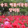 송도 해돋이 공원_봄과 여름 사이 계절의 여왕, 장미 전하를 뵈러 가볼까요?