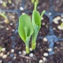 [연두네텃밭] 6월텃밭 토종옥수수모종키우기 얼룩배기찰옥수수씨앗 텃밭에 파종시기