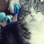 원님 덕에 나팔불기! 고양이 마루의 15살 생일 축하!
