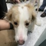 인도 강아지 데려가기 : 첸나이로 가는 보더콜리 보리 인도 입국 출국 이민 수입허가서 주재원 절차 비용 NOC