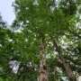 메타세콰이어, 느릅나무, 살구나무, 상수리나무,