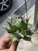 Agave titanota Caesar, 아가베 티타노타 카이사르, 시저 : 네이버 블로그