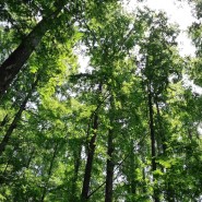 서대문구 안산 메타세콰이어숲 체험