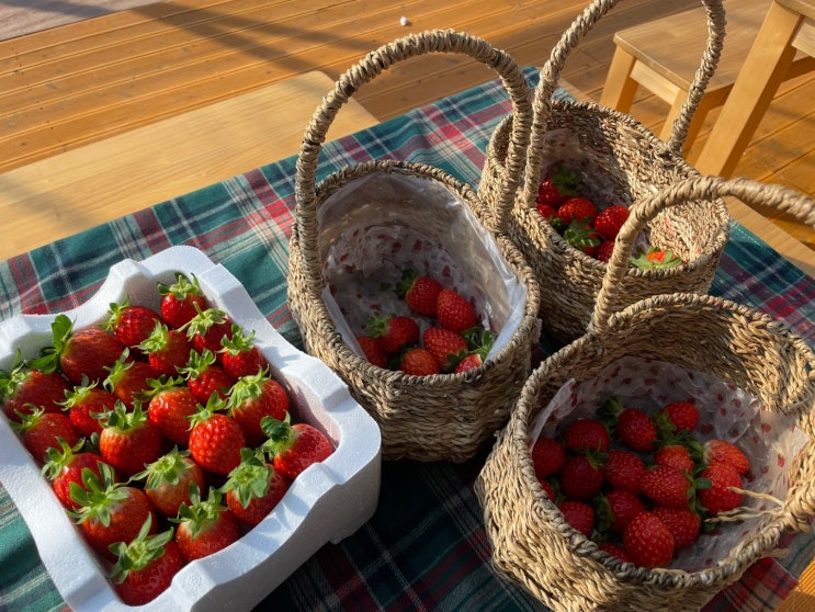 경남 통영 가볼만한 곳 :: 딸기,블루베리 체험 듬뿍농원