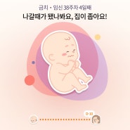 임신 38w4d 서울대병원 마지막 정기검진, 태동검사