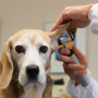 강아지의 귓병 외이염 원인 증상 강남 동물병원 반려견 치료