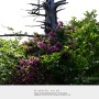 [한라산 오르기, 열 번째-2] 영실 구간, 붉은병꽃나무, 붉은병꽃나무꽃, 흰병꽃나무꽃, 한라산 1650m
