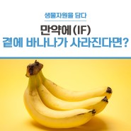 [생물다양성 만약에시리즈] 만약에 우리 곁에 바나나가 없어진다면? 흔하디흔한 과일의 소중함