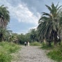 독특했던 사진명소 제주 상가리야자숲, 사계해변
