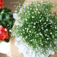 반려식물 안개꽃 키우기(안개초):색깔별로 안개꽃 꽃말