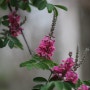 아카시아 싸리를 닮은 낭아초 여름을 알리는 꽃