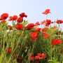 남양주 물의정원 개양귀비(꽃양귀비) = 빨간색 꽃이 풀속에 개화(開花).
