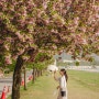[미사 데이트]:: 미사리 조정경기장 미사경정공원 겹벚꽃 데이트!