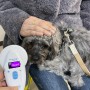 독일 프랑크푸르트로 가는 강아지 율리 : 반려동물 입국 출국 동물검역 유럽 항체가 검사 절차 비용