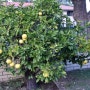 우리 집 자몽 나무 (grapefruit tree)