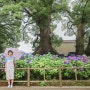 일본 후쿠오카 여행 다자이후텐만구, 7월 여름에도 수국꽃을 볼 수 있는곳