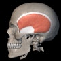 Temporalis : 측두근, 관자근 [저작근] : 긴장성 두통(TTH) 원인