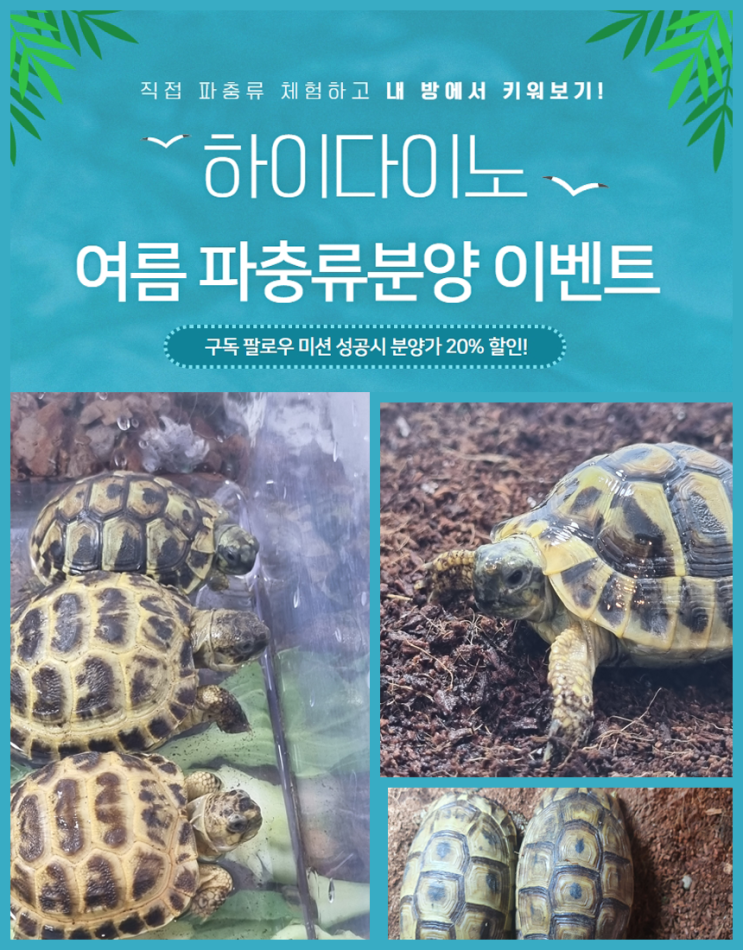 육지거북 분양 할인이벤트 : 네이버 블로그